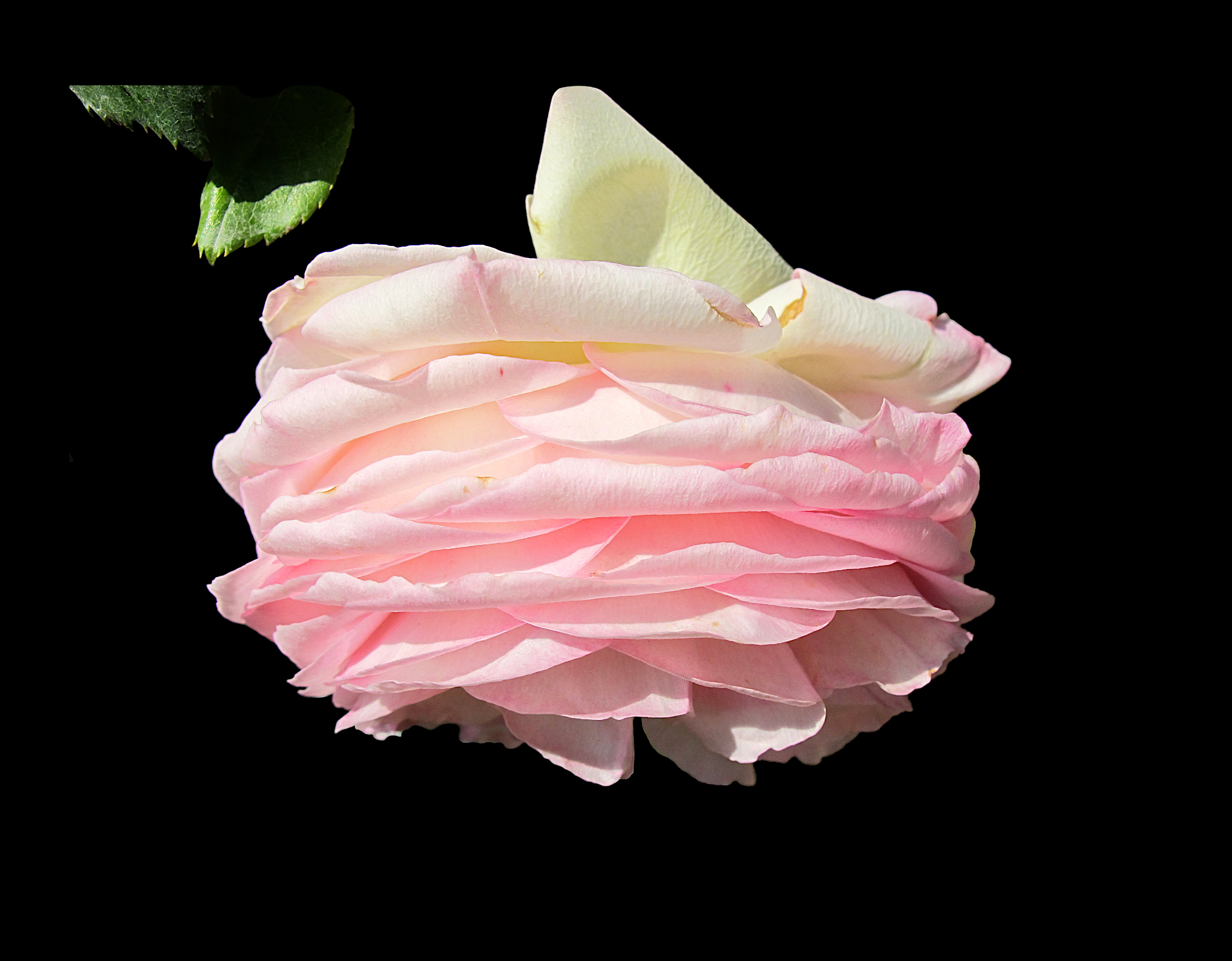 Pink rosy rose flower in sunlight
